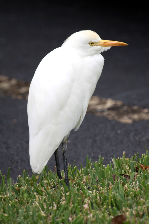 cattle egret